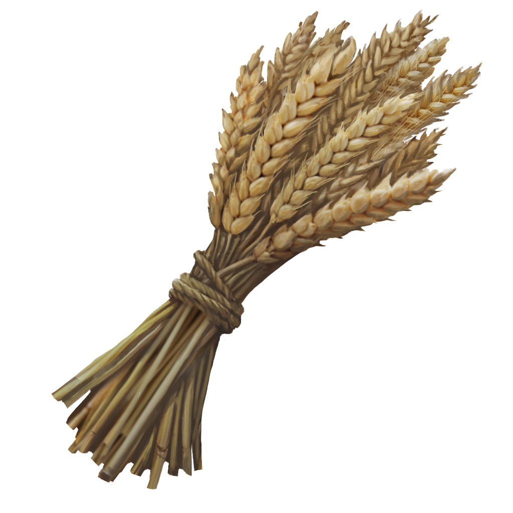 Wheat